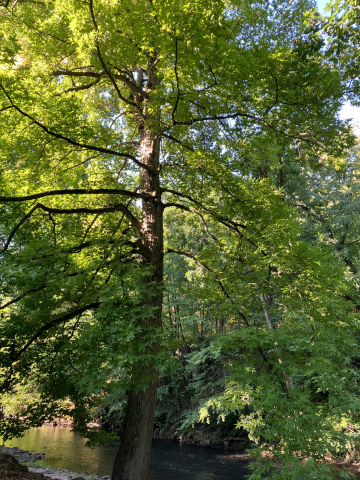 Photo of a large tree