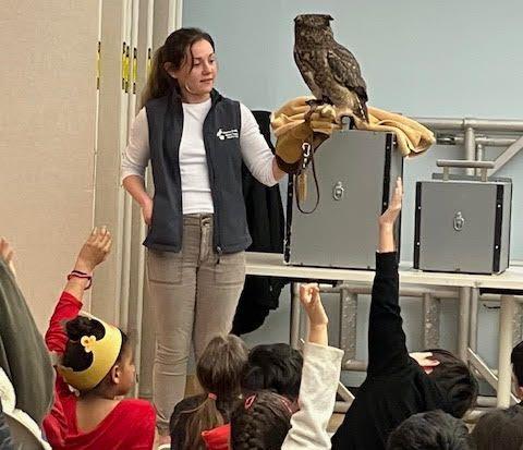 Meet Live Owls!