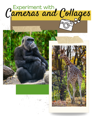 Cameras and Collages