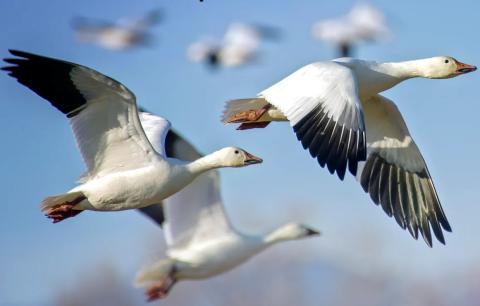 Online/Virtual Program: Fall Bird Migration 