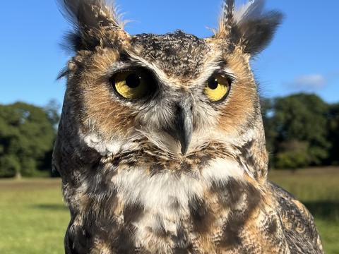 Meet Live Owls!