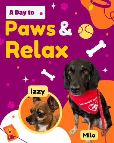 A Day to Paws & Relax