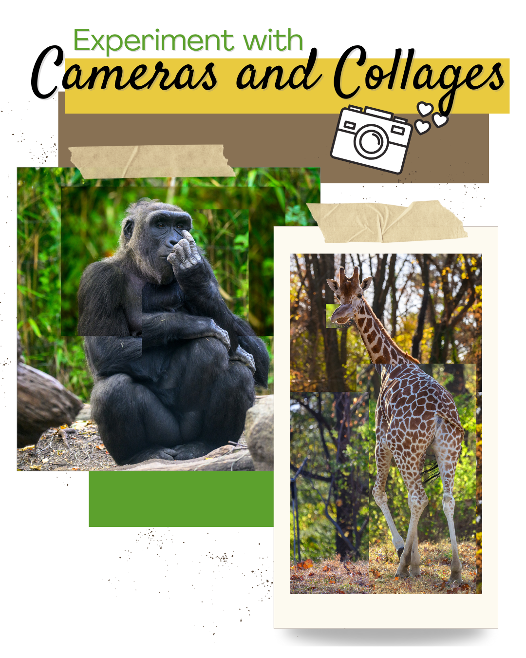 Cameras and Collages